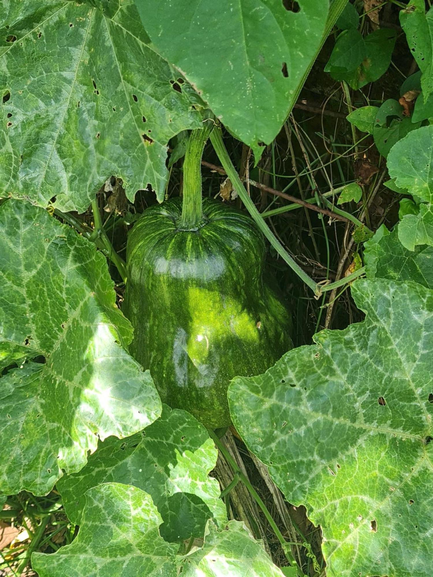 La Kaz Nature Bien-Etre Petit-Bourg Kültér fotó